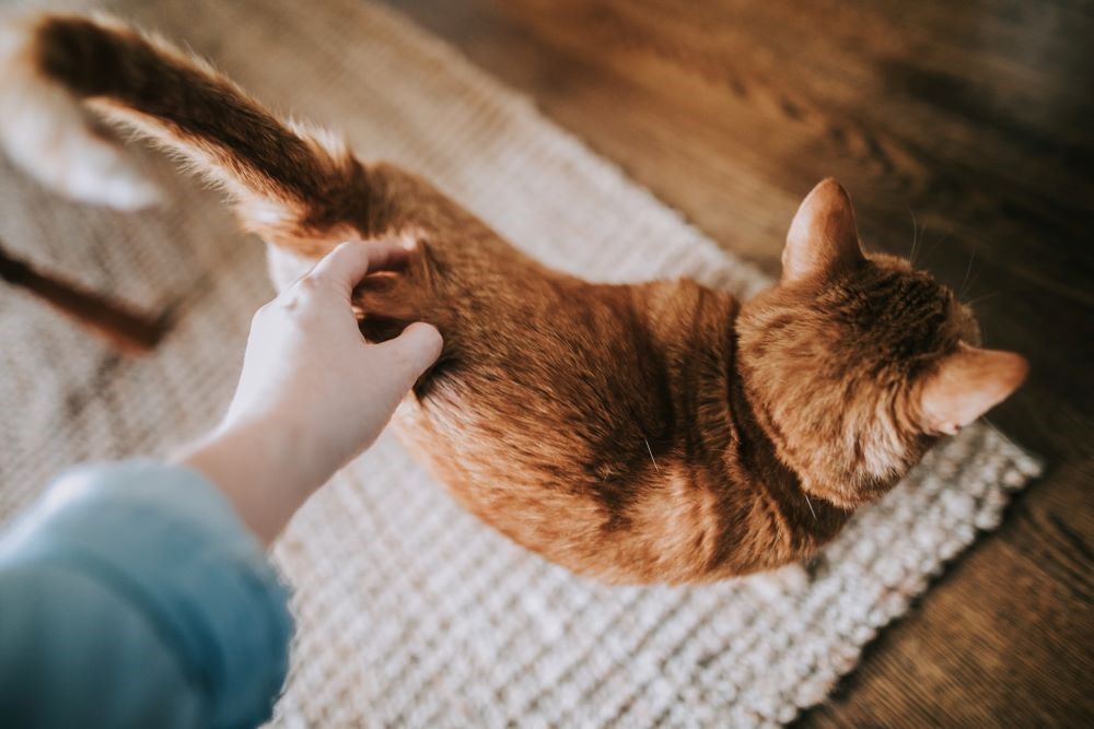 Une personne caresse un chat orange sur un tapis