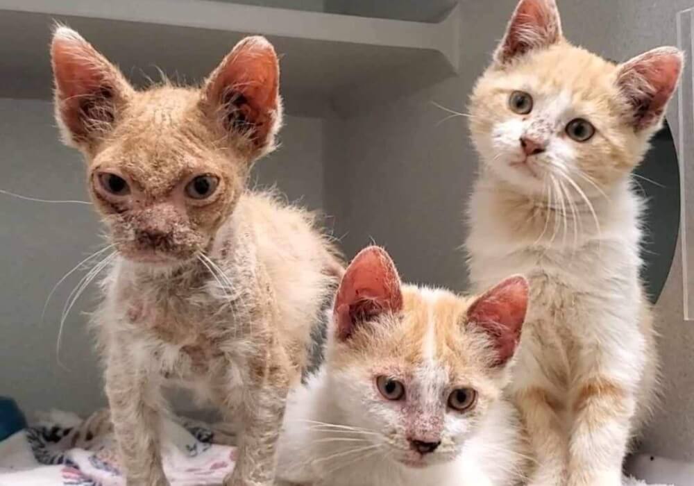 Trois chats mignons nommés Boey, Cricket et Daria, assis côte à côte.