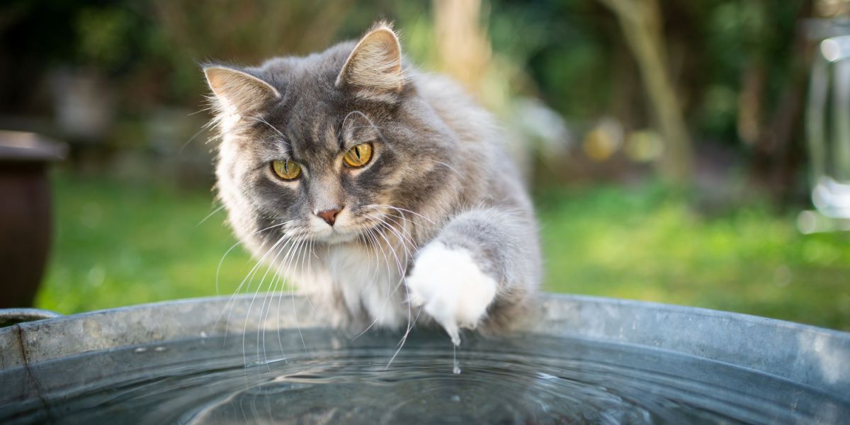 Chat Maine Coon tabby bleu et blanc interagissant de manière ludique avec l'eau