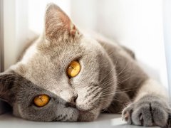 British cat basking in the sun, peacefully lying on the windowsill and enjoying a moment of warmth and relaxation