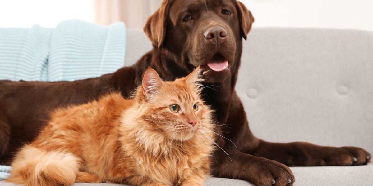 Chat et chien ensemble sur un canapé