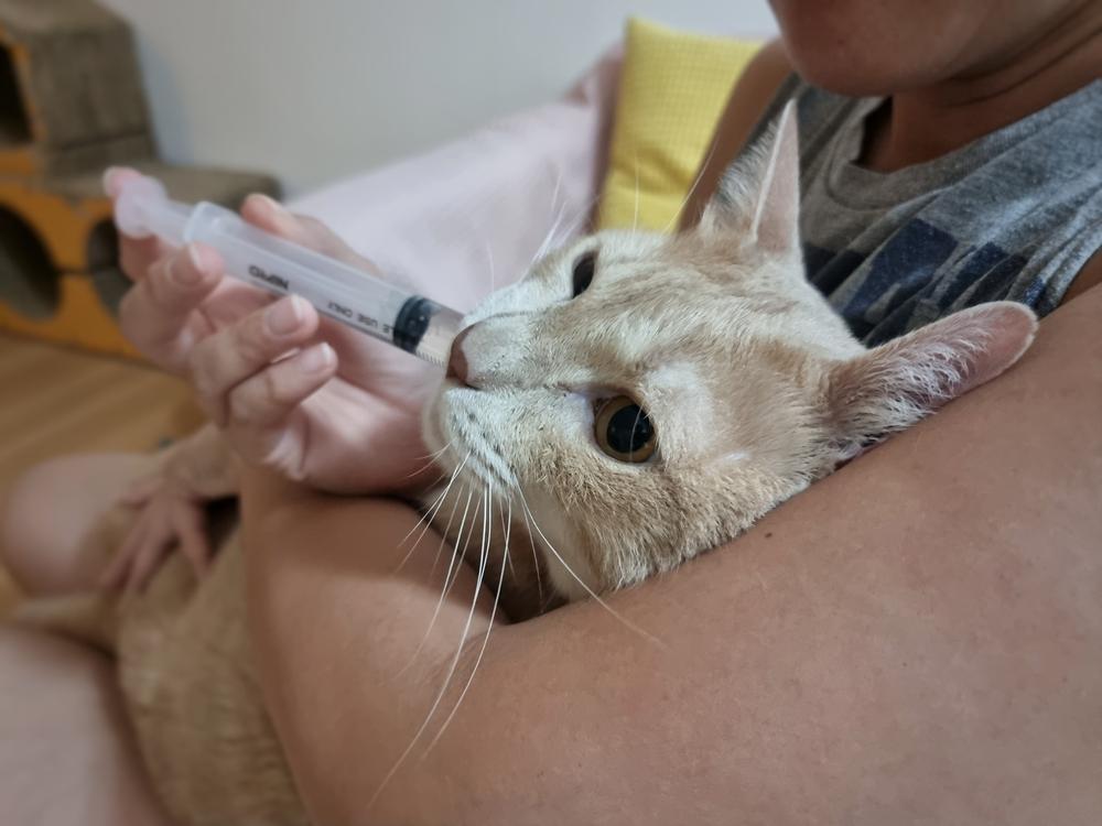 Orbax pour chats : Gros plan du visage d'un chat pendant que son propriétaire lui administre un médicament liquide