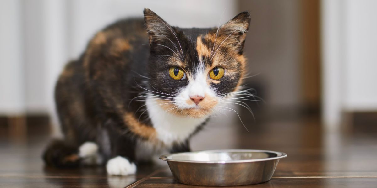 Lipome chez le chat : un joli chat brun mange dans un bol en métal à la maison