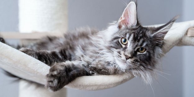 Les 175 meilleurs noms de chats Maine Coon