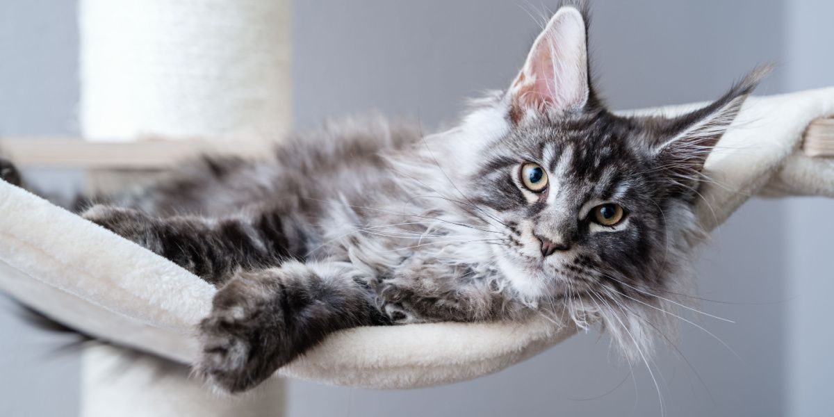 Mignon chat tigré gris argenté jeune Maine Coon allongé sur un hamac sur un arbre à chat