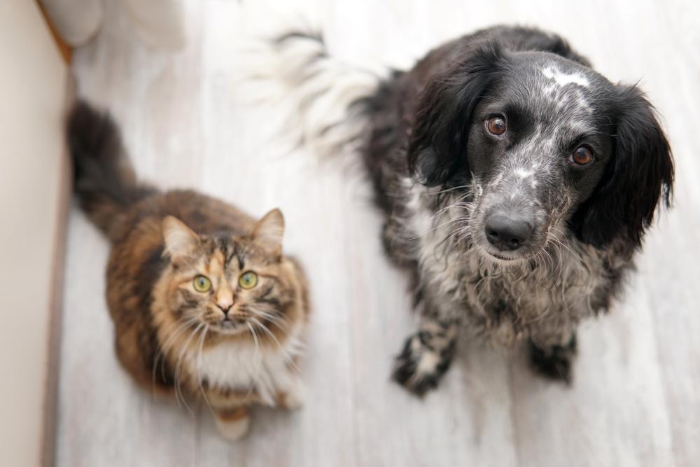 Chien et chat assis sur le sol