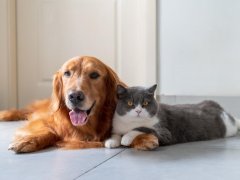 Golden Retriever and British Shorthair get along