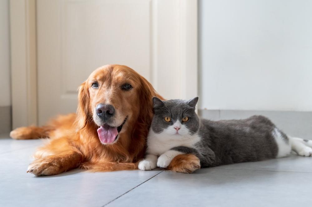 Le Golden Retriever et le British Shorthair s'entendent bien