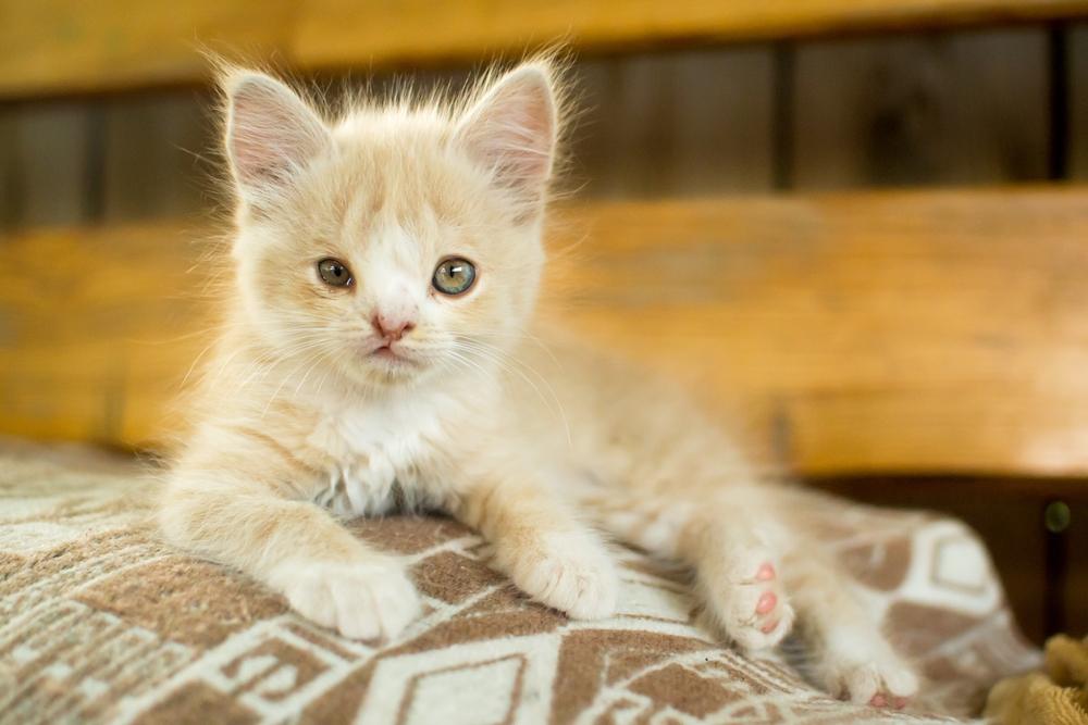 Chaton présentant une malformation congénitale, soulignant le caractère unique et les soins particuliers souvent requis pour ces félins