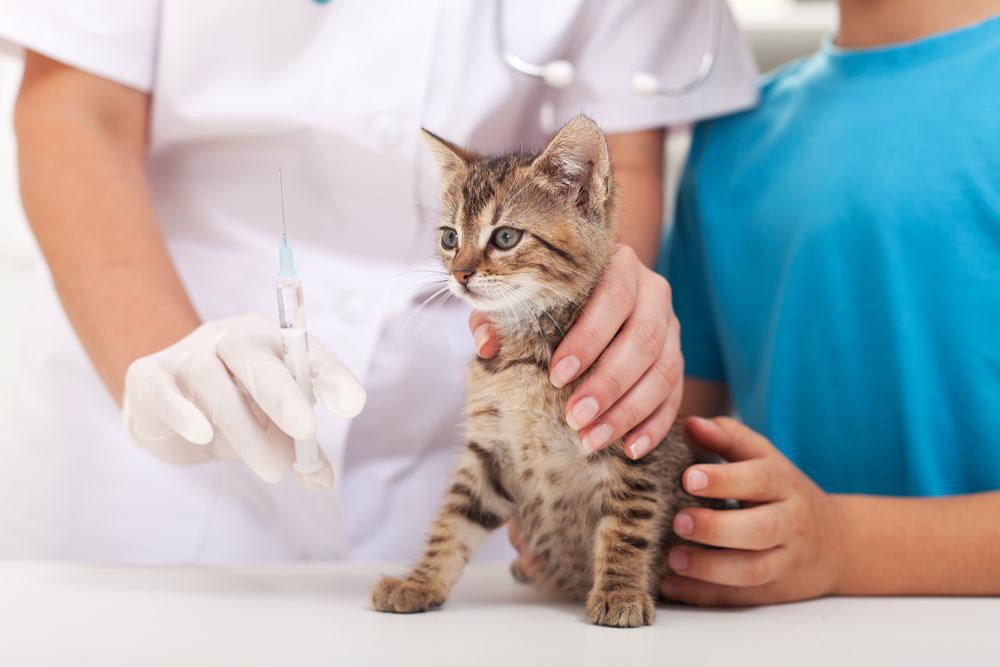 Petit chaton chez le vétérinaire - se fait vacciner