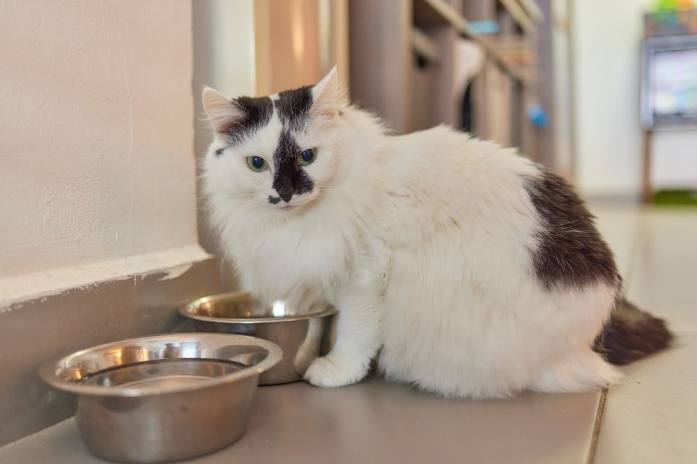 Chat Maine Coon près d'un bol d'eau