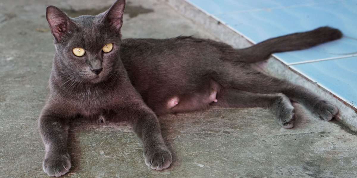 Image d'un chat présentant une hypertrophie des glandes mammaires, mettant en évidence un problème de santé potentiel