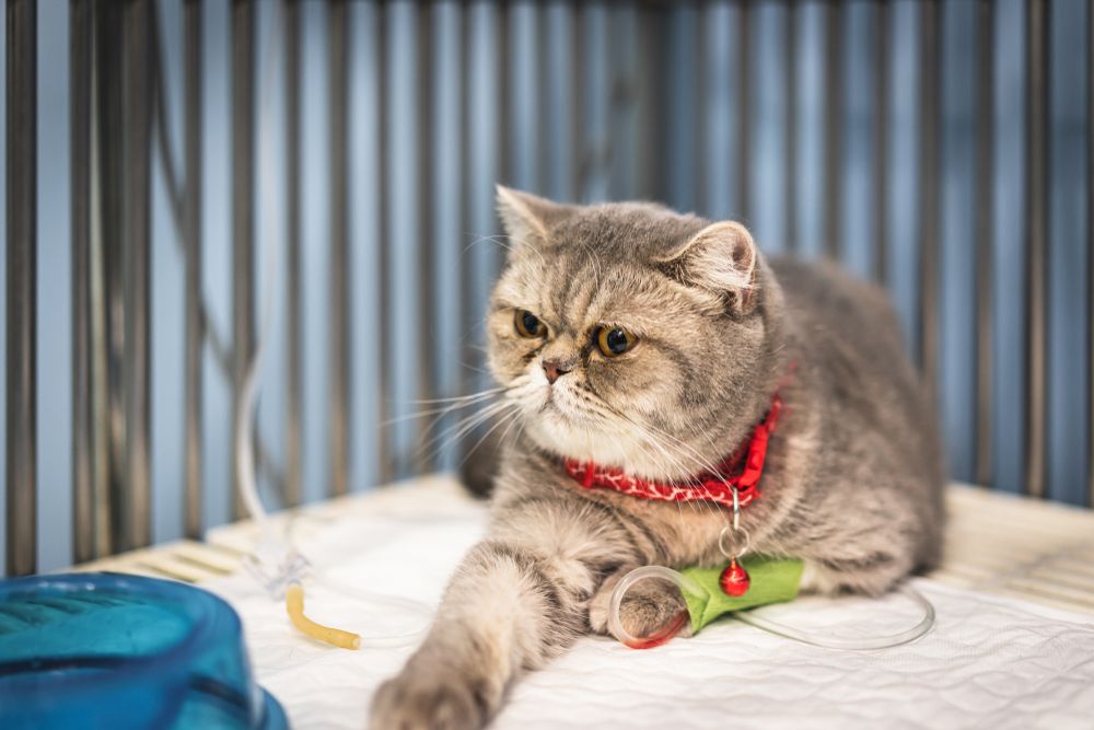 Un chat Scottish Fold recevant une thérapie par fluides intraveineux dans une clinique vétérinaire.