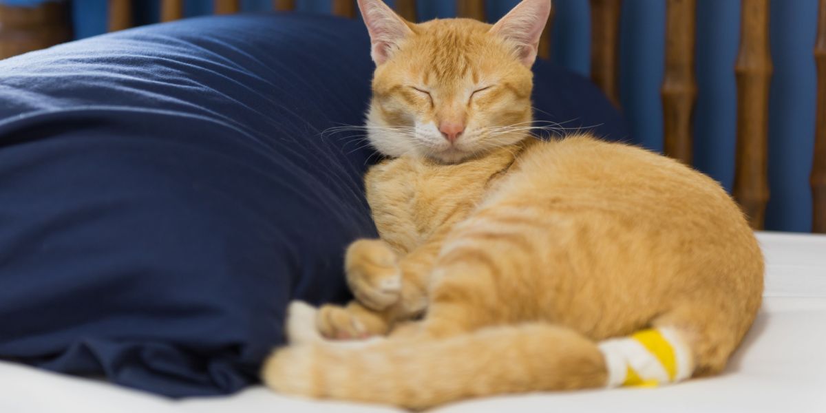 Chat jaune malade avec un bandage sur la queue