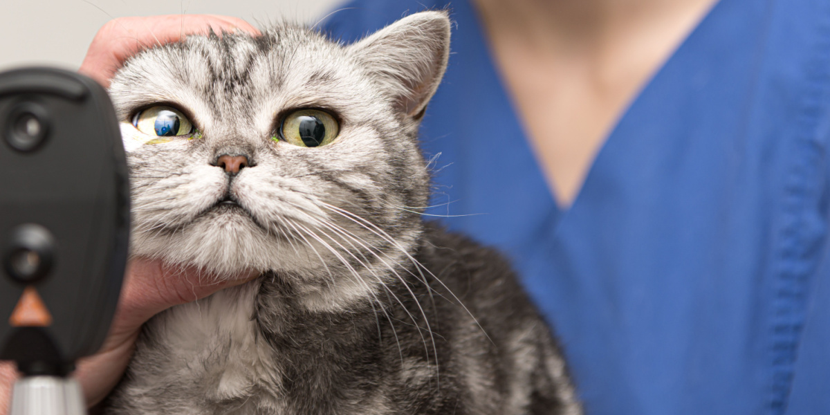 Terramycine pour chats : Le chat subit un examen oculaire par un vétérinaire