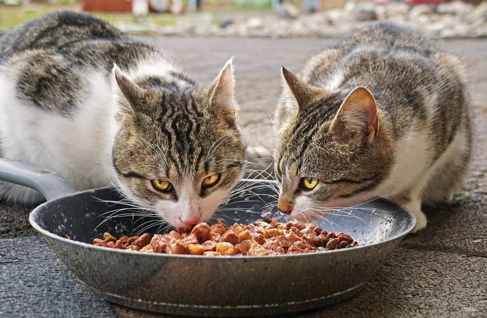 Deux chatons en train de dîner dans un cadre agréable