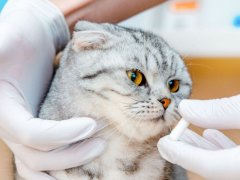 Vet gives medication to cat