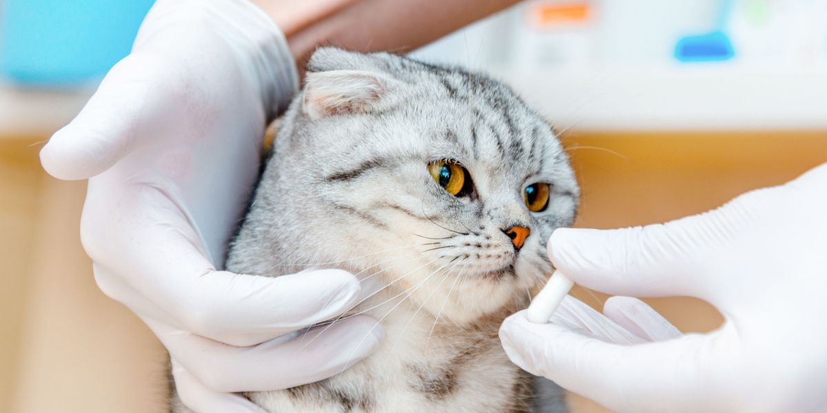 Un vétérinaire donne des médicaments à un chat