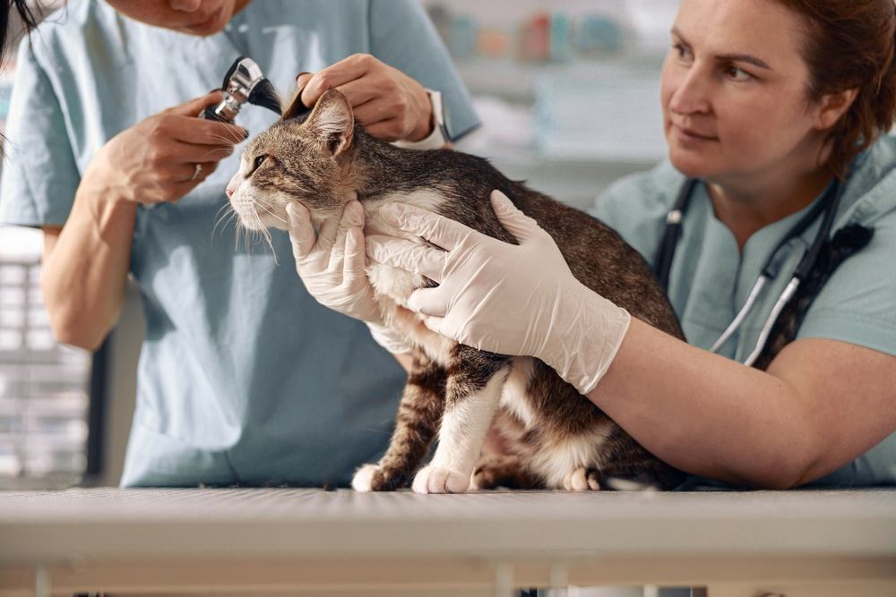 Vétérinaire vérifie les oreilles du chat