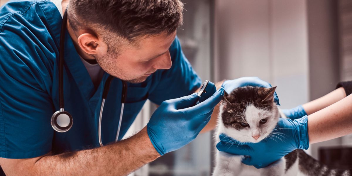 Image montrant un vétérinaire examinant l'infection de l'oreille moyenne d'un chat