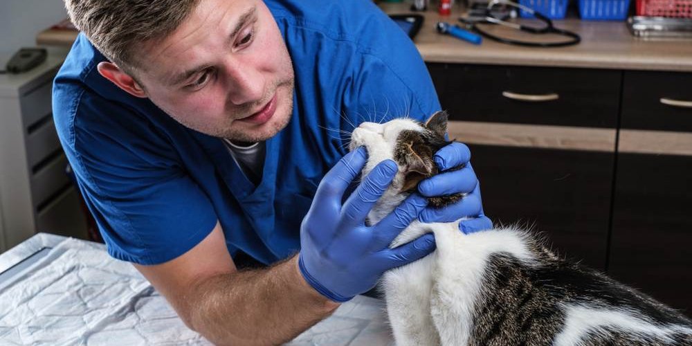 Vétérinaire examinant les dents d'un chat