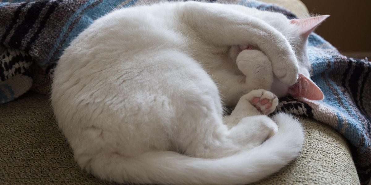 Chat blanc recroquevillé sur un canapé avec ses pattes couvrant son visage