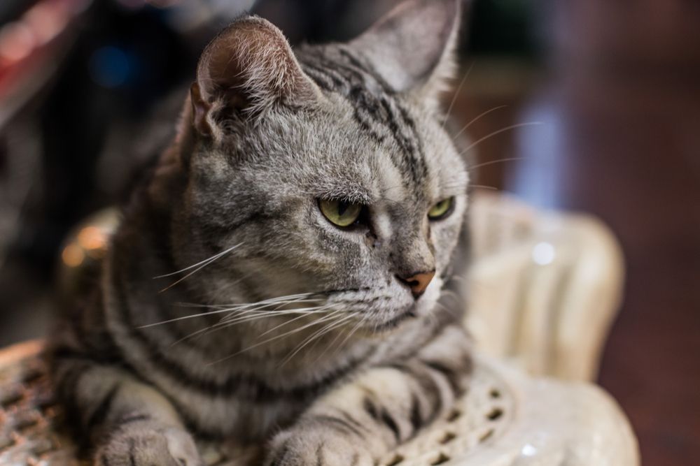 Un chat tigré gris assis sur une chaise.