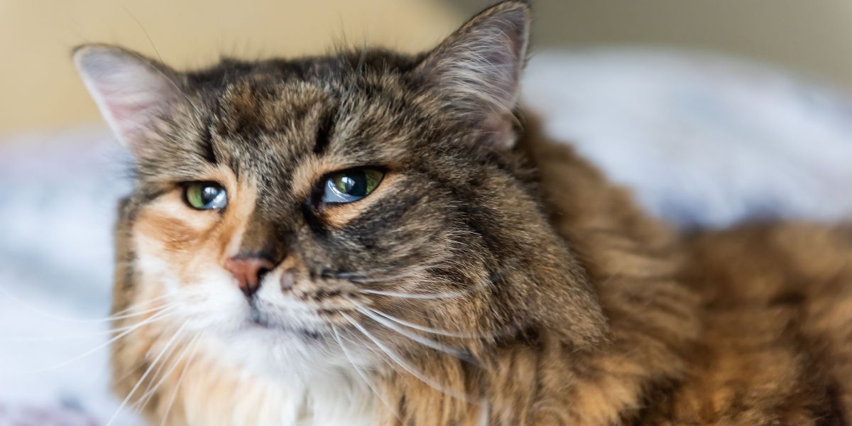 Photo d'un chat Maine Coon calico avec une troisième paupière visible