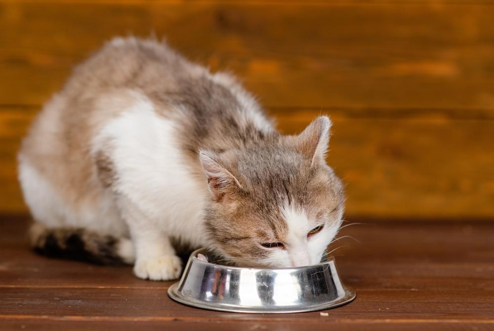 Un chat mange dans un bol, un élément typique et essentiel de la routine quotidienne d'un chat