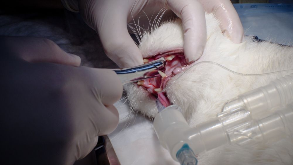 Photographie d'un chat subissant une extraction dentaire sous anesthésie