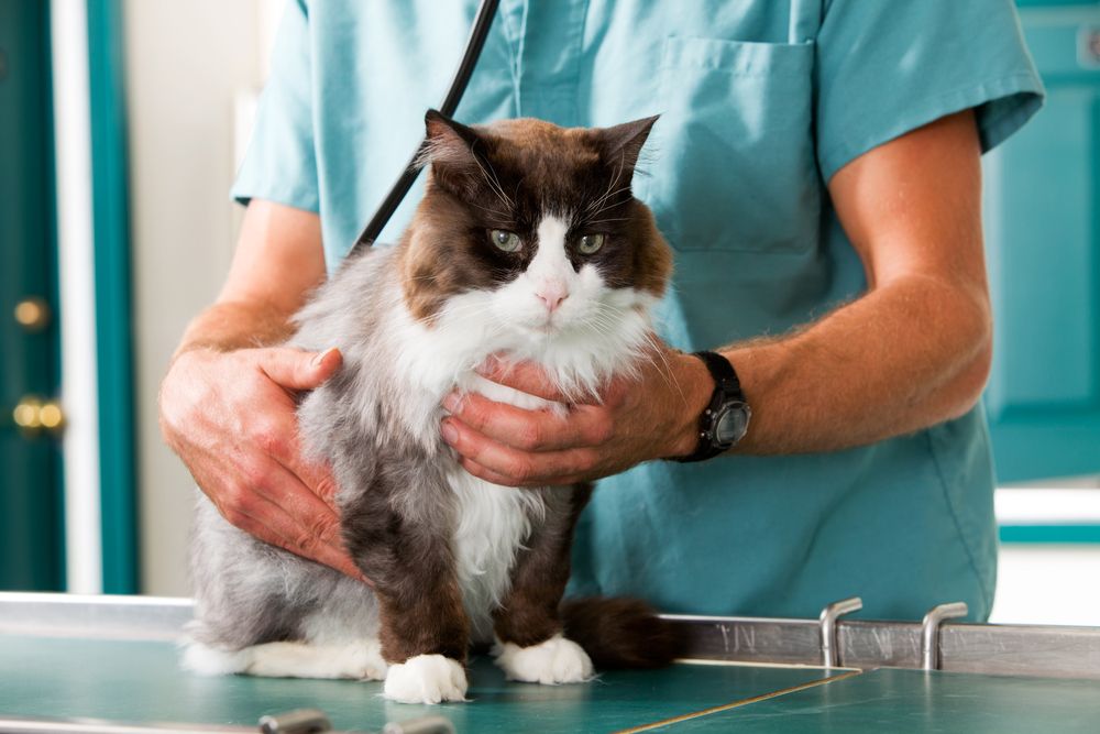 chat ayant un contrôle