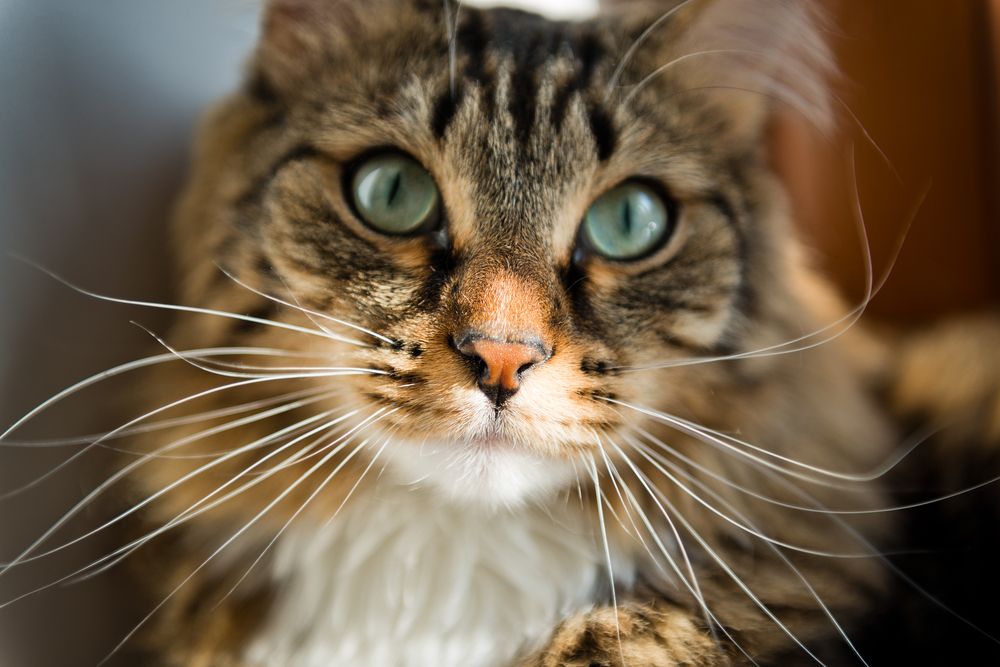 Image captivante d'un chat regardant directement la caméra