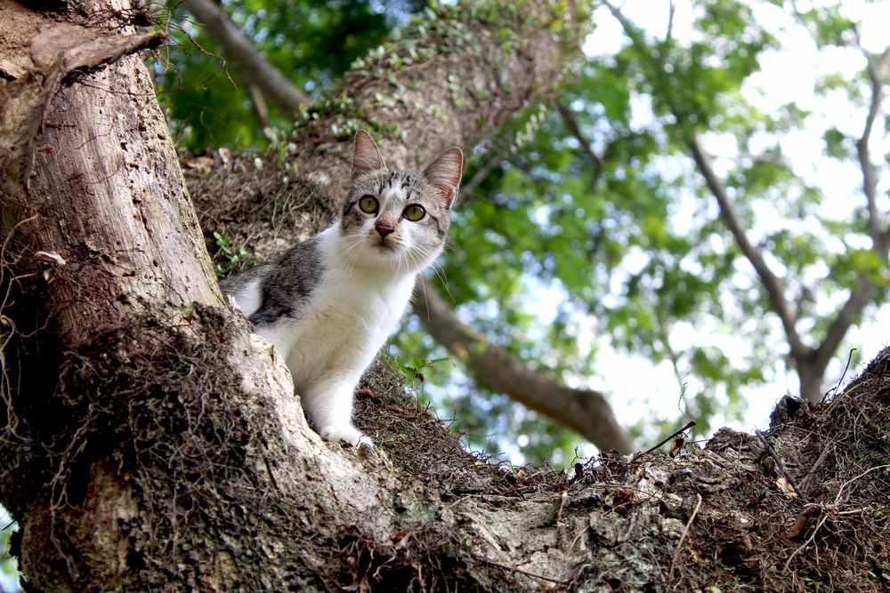 chat regardant quelque chose de loin