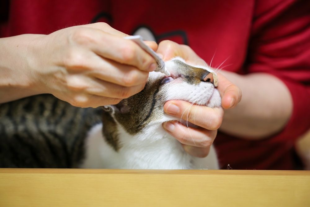 Terramycine pour chats : propriétaire de chat appliquant une pommade oculaire à son chat