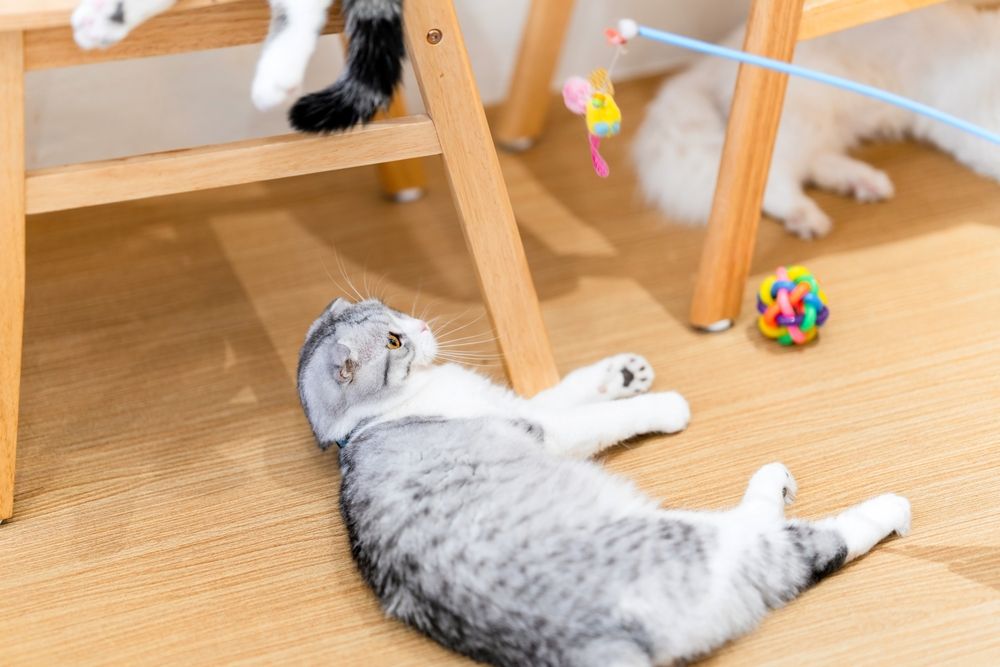 chat jouant avec des jouets