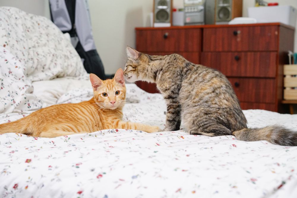 chat qui sent l'oreille d'un autre chat