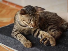 Cat with arthritis comfortably resting on a doormat