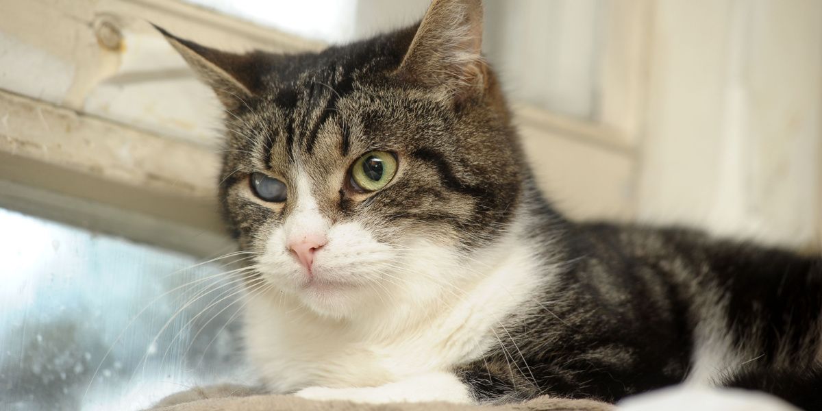 Photographie d'un chat présentant une cataracte visible dans un œil, illustrant une affection oculaire qui affecte la vision féline