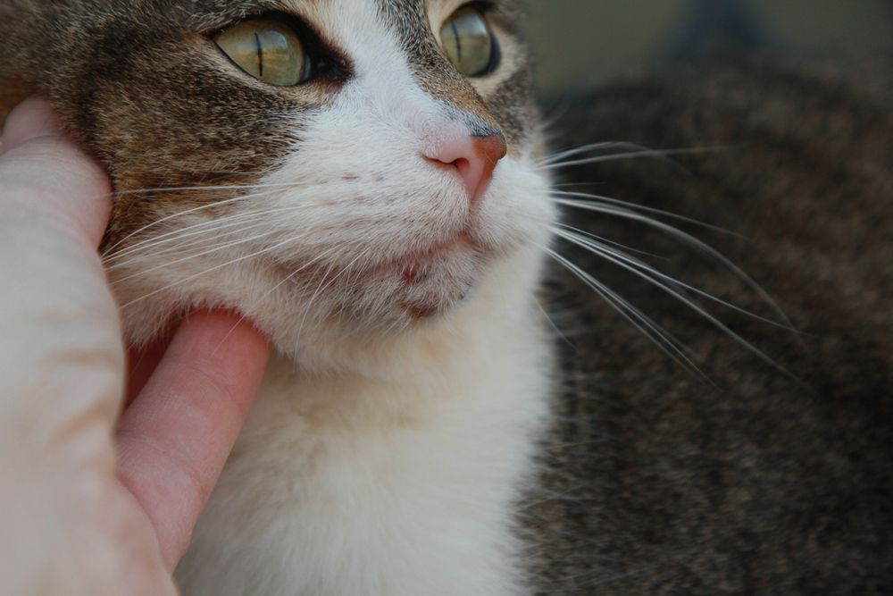 Chat avec de l'acné visible sur le menton