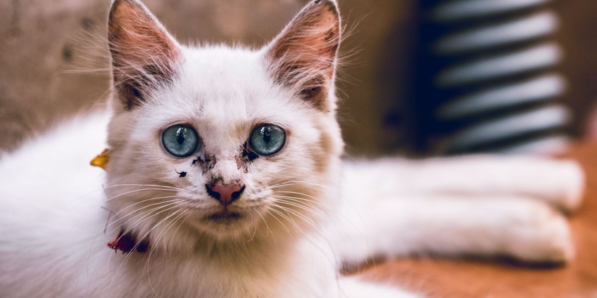 Photo d'un chat avec une crotte de nez