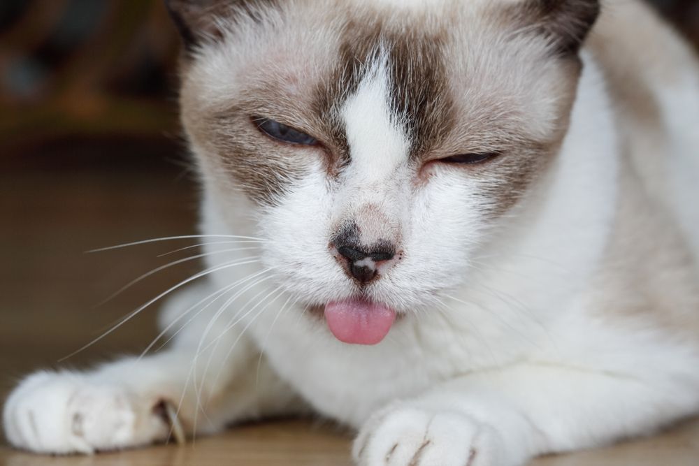 Image d'un chat présentant des signes de mal de dents