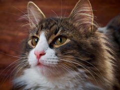 close up long hair cat