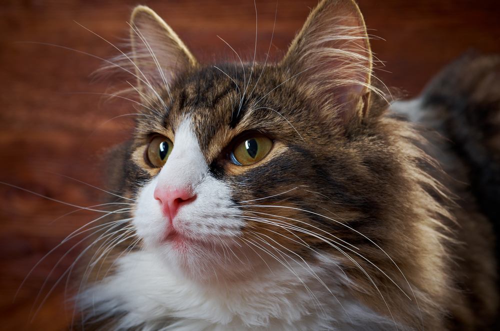 gros plan sur un chat à poils longs