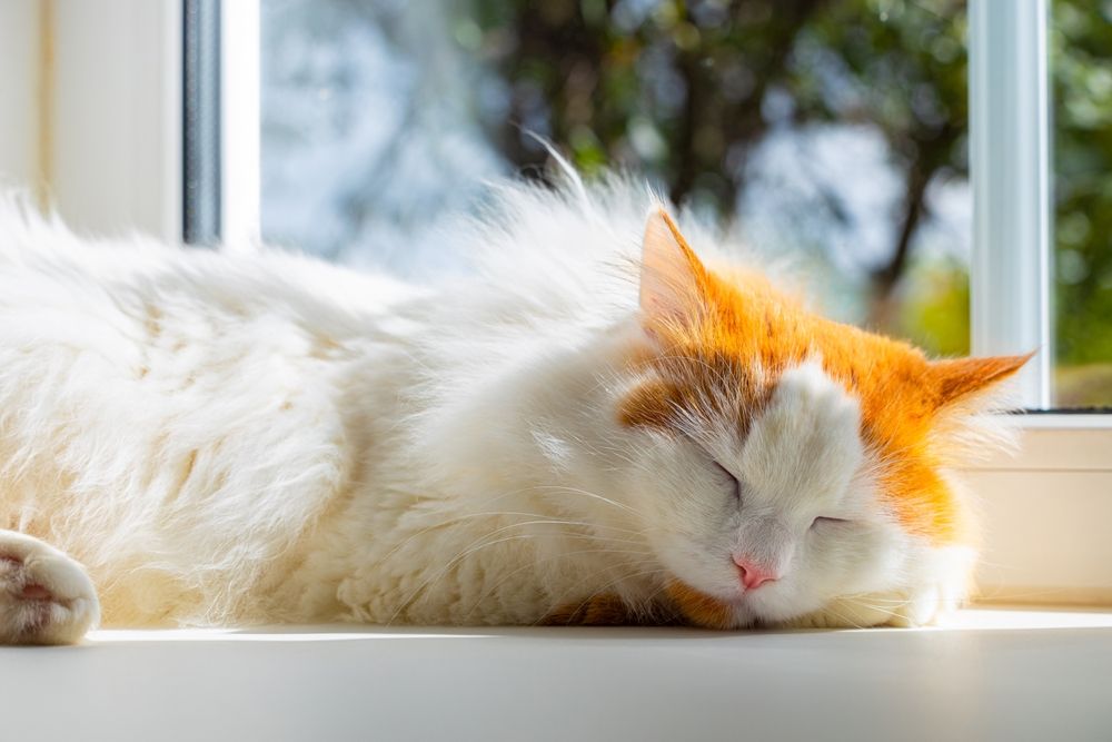 Noms de chats guerriers : Chat domestique paisiblement endormi sur le rebord de la fenêtre, plongé dans un sommeil serein tout en étant encadré par la lumière naturelle