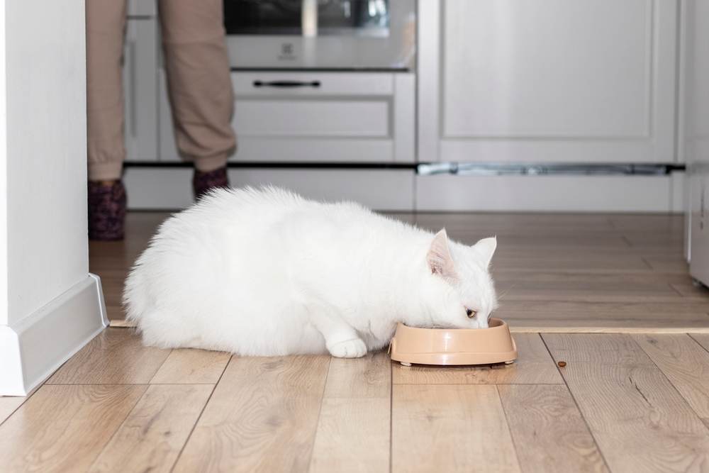 nourrir une chatte enceinte