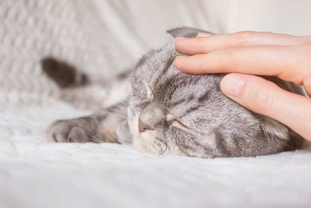 Donner des soins affectueux et tendres à un chat blessé