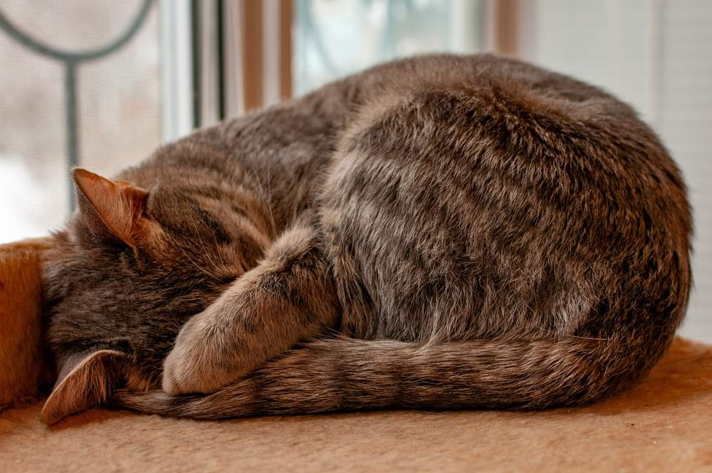 un chat rayé gris dort avec son museau couvert par une patte