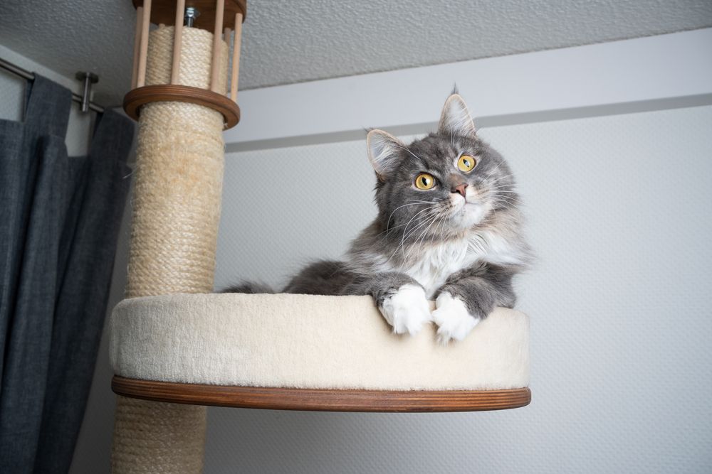 Chat Maine Coon à poils longs gris et blanc se reposant au sommet d'un griffoir, inclinant la tête dans une pose charmante