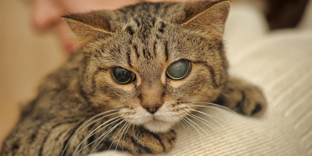 Chat à moitié aveugle, illustrant la résilience et l’adaptabilité des chats face aux défis.