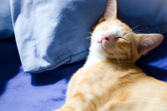 Les chats peuvent-ils sourire ? Que se cache-t-il vraiment derrière cet adorable sourire ?